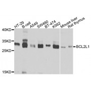Western blot analysis of extracts of various cell lines, using BCL2L1 antibody (abx000597) at 1/1000 dilution.