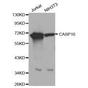 Western blot analysis of extracts of various cell lines, using CASP10 antibody (abx000603) at 1/1000 dilution.