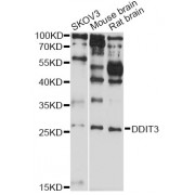 Western blot analysis of extracts of various cell lines, using DDIT3 antibody (abx000607) at 1/1000 dilution.