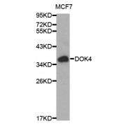 Western blot analysis of extracts of MCF-7 cells, using DOK4 antibody (abx000611) at 1/1000 dilution.