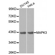 Western blot analysis of extracts of various cell lines, using MAPK3 antibody (abx000613) at 1/1000 dilution.