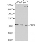 Western blot analysis of extracts of various cell lines, using BMP2 Antibody (abx000616) at 1/1000 dilution.