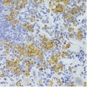 Immunohistochemistry of paraffin-embedded rat spleen using FAS Antibody (abx000618) at dilution of 1/100 (40x lens).