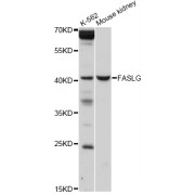 Western blot analysis of extracts of various cell lines, using FASLG antibody (abx000619) at 1/1000 dilution.