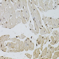 Fibroblast Growth Factor 2 (FGF2) Antibody
