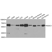 Western blot analysis of extracts of various cell lines, using HDAC1 antibody (abx000623) at 1/1000 dilution.