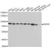 Western blot analysis of extracts of various cell lines, using HSPA5 antibody (abx000626) at 1/1000 dilution.