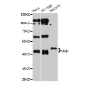 Western blot analysis of extracts of various cell lines, using Jun antibody (abx000631) at 1/1000 dilution.