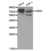 Western blot analysis of extracts of various cell lines, using Lamin A/C antibody (abx000634) at 1/1000 dilution.