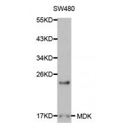 Western blot analysis of extracts of sw480 cells, using MDK antibody (abx000636) at 1/1000 dilution.