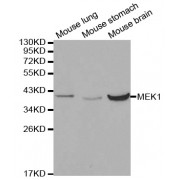 Western blot analysis of extracts of various cell lines, using MAP2K1 antibody (abx000637) at 1/1000 dilution.