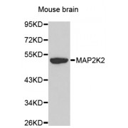 Western blot analysis of extracts of mouse brain, using MAP2K2 antibody (abx000638).