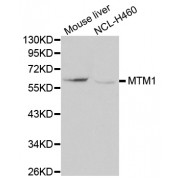 Western blot analysis of extracts of various cell lines, using MTM1 antibody (abx000640) at 1/1000 dilution.