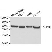 Western blot analysis of extracts of various cell lines, using OLFM1 antibody (abx000646) at 1/1000 dilution.