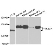 Western blot analysis of extracts of various cell lines, using PIK3CA antibody (abx000650) at 1/1000 dilution.