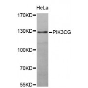 Western blot analysis of extracts of HeLa cells, using PIK3CG antibody (abx000651) at 1/1000 dilution.