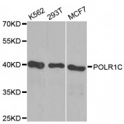 Western blot analysis of extracts of various cell lines, using POLR1C antibody (abx000654) at 1/1000 dilution.