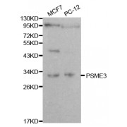 Western blot analysis of extracts of various cell lines, using PSME3 antibody (abx000656) at 1/1000 dilution.