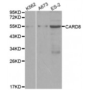 Western blot analysis of extracts of various cell lines, using CARD8 antibody (abx000674) at 1/1000 dilution.
