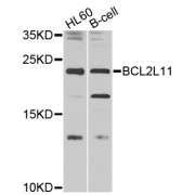 Western blot analysis of extracts of various cell lines, using BCL2L11 antibody (abx000675) at 1/1000 dilution.