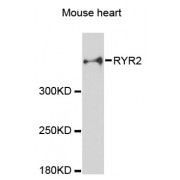 Western blot analysis of extracts of mouse heart, using RYR2 antibody (abx000677) at 1:3000 dilution.