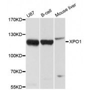 Western blot analysis of extracts of various cell lines, using XPO1 antibody (abx000678) at 1/1000 dilution.