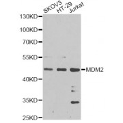 Western blot analysis of extracts of various cell lines, using MDM2 antibody (abx000690) at 1/1000 dilution.