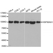 Western blot analysis of extracts of various cell lines, using HSP90AA1 antibody (abx000695) at 1/500 dilution.