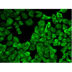 Heat Shock Protein 90 kDa Alpha A1 (HSP90AA1) Antibody