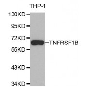 Western blot analysis of extracts of THP-1 cells, using TNFRSF1B antibody (abx000702) at 1/1000 dilution.