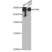 Western blot analysis of extracts of various cell lines, using FASN antibody (abx000725) at 1/200 dilution.