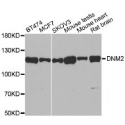Western blot analysis of extracts of various cell lines, using DNM2 antibody (abx000741) at 1/500 dilution.