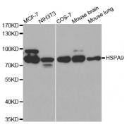 Western blot analysis of extracts of various cell lines, using HSPA9 antibody (abx000761) at 1/500 dilution.