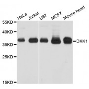 Western blot analysis of extracts of various cell lines, using DKK1 antibody (abx000766) at 1/1000 dilution.
