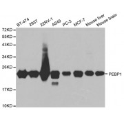 Western blot analysis of extracts of various cell lines, using PEBP1 antibody (abx000768) at 1/1000 dilution.