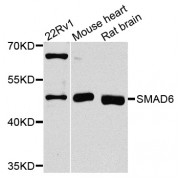 Western blot analysis of extracts of various cell lines, using SMAD6 antibody (abx000769) at 1/1000 dilution.