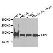 Western blot analysis of extracts of various cell lines, using TJP2 antibody (abx000775) at 1/1000 dilution.