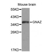 Western blot analysis of extracts of mouse brain, using GNAZ antibody (abx000778).
