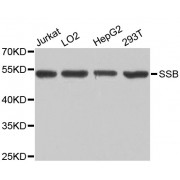 Western blot analysis of extracts of various cell lines, using SSB antibody (abx000787) at 1/1000 dilution.