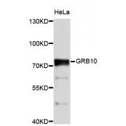 Western blot analysis of extracts of HeLa cells, using GRB10 antibody (abx000789) at 1/1000 dilution.