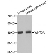 Western blot analysis of extracts of various cell lines, using WNT3A antibody (abx000791) at 1/1000 dilution.