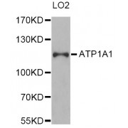 Western blot analysis of extracts of LO2 cells, using ATP1A1 Antibody (abx000792) at 1/1000 dilution.