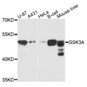 Western blot analysis of extracts of various cell lines, using GSK3A antibody (abx000794) at 1/1000 dilution.