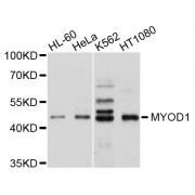 Western blot analysis of extracts of various cell lines, using MYOD1 antibody (abx000808) at 1/1000 dilution.