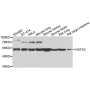 Western blot analysis of extracts of various cell lines, using GATA2 antibody (abx000812) at 1/1000 dilution.
