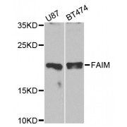 Western blot analysis of extracts of various cell lines, using FAIM antibody (abx000814) at 1/1000 dilution.