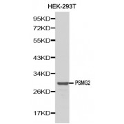 Western blot analysis of extracts of 293T cells, using PSMG2 antibody (abx000815).
