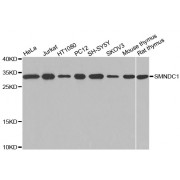Western blot analysis of extracts of various cell lines, using SMNDC1 antibody (abx000816) at 1/1000 dilution.