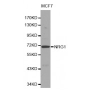 Western blot analysis of extracts of MCF-7 cells, using NRG1 antibody (abx000822).