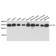 Western blot analysis of extracts of various cell lines, using IL17A antibody (abx000823) at 1/1000 dilution.